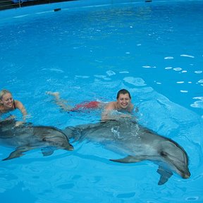 Фотография "Моя мечта сбылась - я не просто потрогала дельфина, я с ним поплавала!"