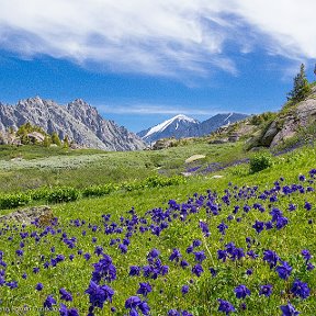 Фотография от Знакомство с природой Горного Алтая