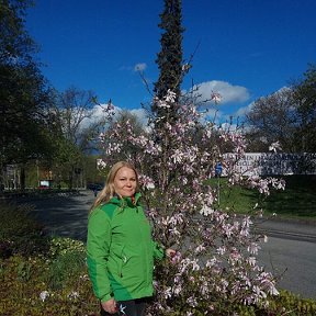Фотография "В Стокгольме цветёт магнолия.."