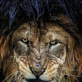 Фотография "Lion"