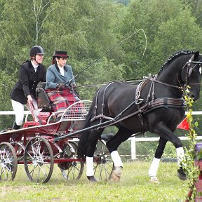 Фотография "День лошади Латвийской породы в Резекне
Показательное выступление, жеребец-производитель латвийской породы СИДРАБС"