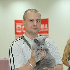 Фотография "Питомник британских кошек WOOL SPIRIT, Белгород"