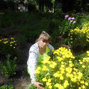 Фотография "хризантемы в саду."