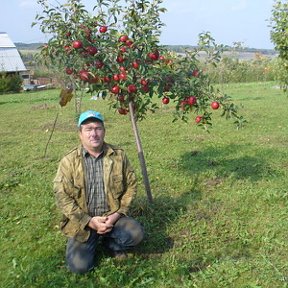 Фотография "Первый урожай яблони,ждал 4 года г.Великий Новгород."