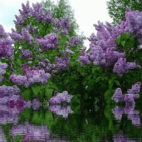 Фотография от Галина Владимировна