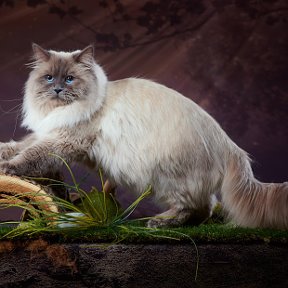 Фотография от Невские Маскарадные котята