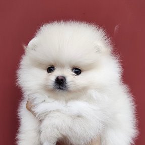 Фотография от Sale of puppies spitz poodle