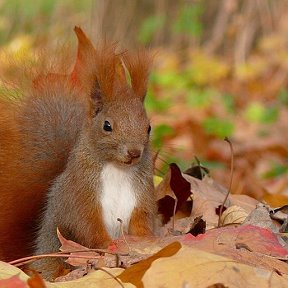 Фотография от Упс пупс Белка🐿️🔞⛔