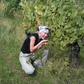Фотография "На винограднике у Девичьего замка."