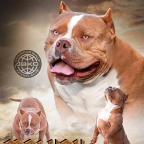 Фотография от Bully Dog House