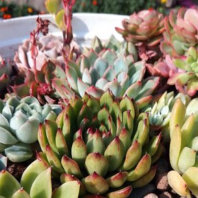 Фотография "Echeveria agavoides Ladys finger ( по середине)"