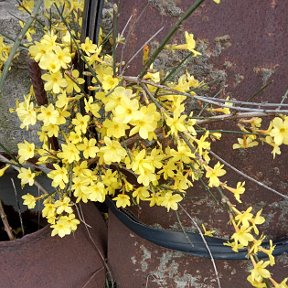 Фотография от Марина Немкова (Саевская)