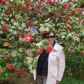 Фотография "Вот такие деревья цветут у нас в японском садике рядом с химзаводом"