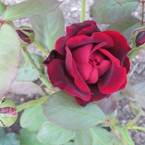Фотография "мои розы"