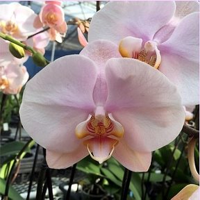 Фотография от Орхидеи 🌸 Тирасполь