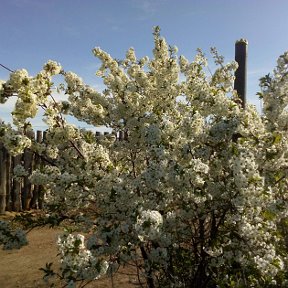 Фотография от Гульмира Карабалиева (Тулясова)