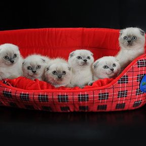 Фотография от Элитный питомник шотладских кошек