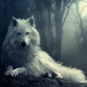 Фотография от Wolf Man (zoqɥɐɥs)