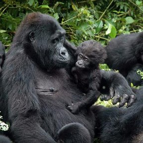 Фотография от Uganda Trek