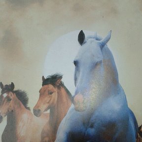 Фотография "3 лошадки"