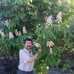 Fotoğraf “Тараз Бурный каштаны. ”