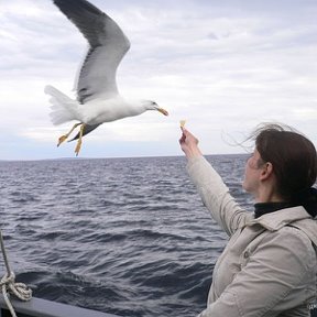 Фотография "Белое море. Июль 2008"