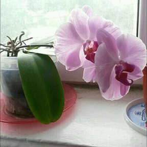 Фотография от орхидея орхидея