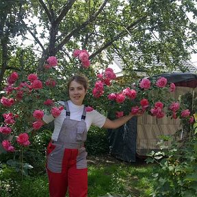 Фотография "Штамбовая роза - одна из моих любимиц!"