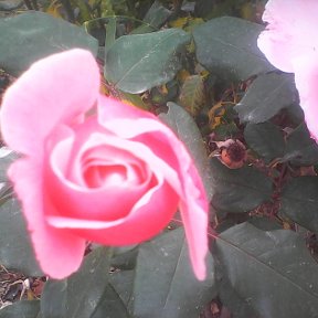 Фотография "конец ноября а у меня в саду розы цветут"