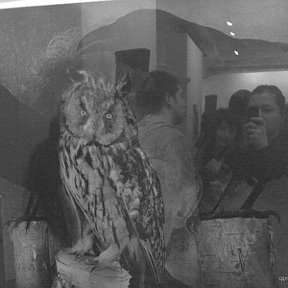 Фотография "Flashing in Jim Dine's picture"