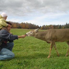 Фотография "Вместе с дочкой кормим олененка. Ноябрь 2005 г."