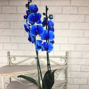 Фотография "Скоро поступление шикарных цветов ! 
Бронь по предоплате!
Фото реальное!
Орхидея Royal Blue 2стрел
Высота: 70-80см
Цена: 11000тг
Для заказа пишете ватсапп 87021226073 или директ"