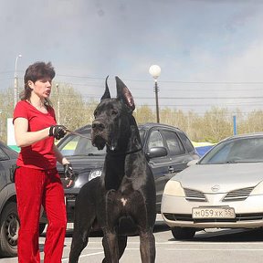 Фотография "Я и Витязь Храбрый Воин, заводчик и владелец Ирина Клишина (Бакланова) 
Международная выставка в Омске май 2013-го
."