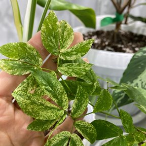 Фотография "Calliandra haematocephala nana variegate"