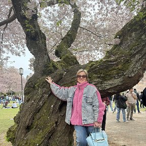 Фотография "Cherry Blossom in Seattle 🌸🌸💐"