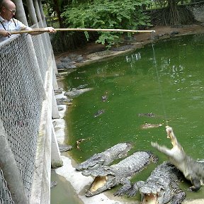 Фотография "Кормлю Таиландских крокодилов!"
