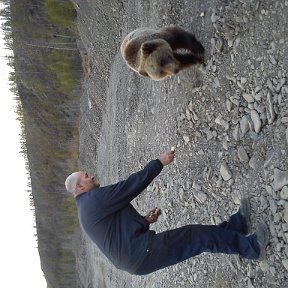 Фотография "Подошел до дикого медведя на 1 метр и кормил хлебом его,"