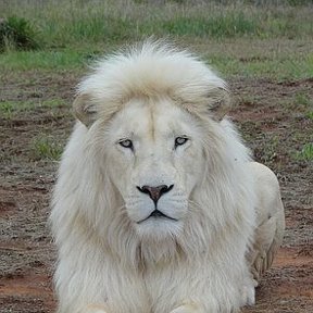 Фотография от White Lion