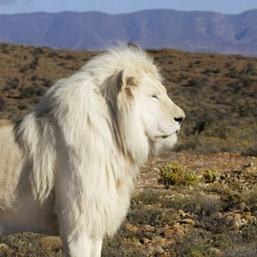 Фотография от White lion