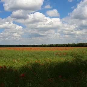 Фотография от Ирина Сушко (Савилова)