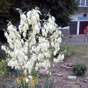 Фотография от ОЛЯ ОЛИНА ( Рынденко )