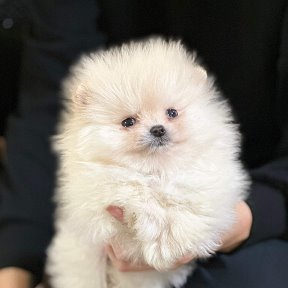 Фотография от Sale puppies
