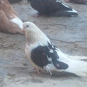 Фотография "Мелитопольские голуби "