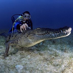 Фотография "В заповеднике. На стыке Голубого и Белого Нила в Хартуме. Тути Айленд"