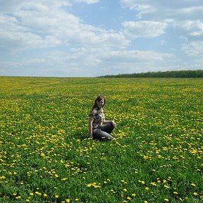 Фотография "поле одуванчиков"