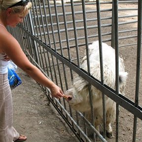 Фотография "Я кормлю коровку в Ростовском зоопарке ."