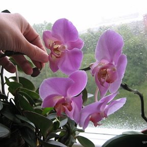 Фотография "Моя цветущая орхидея, 09.09.2006 г."