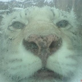Фотография "Блин...просто супер фотка получилась,тотже тигр в зоо"