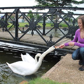 Фотография "Hampton Court, England, summer 2012"