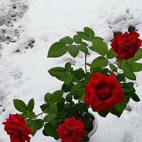 Фотография "Розы на снегу"